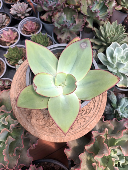 Echeveria subrigida 'Mexico'
