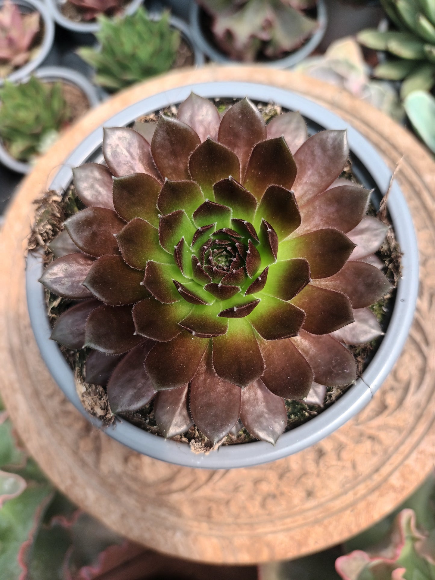 Sempervivum 'Janne d'Arc'
