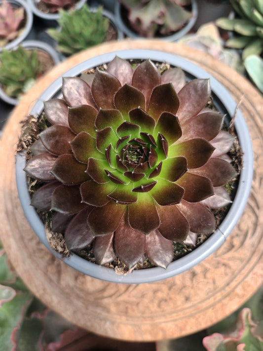 Sempervivum 'Janne d'Arc'