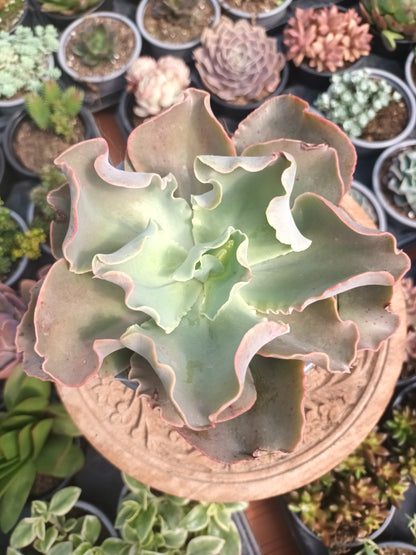 Echeveria giant blue