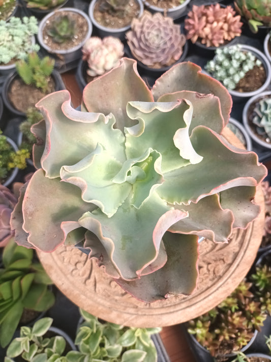 Echeveria giant blue