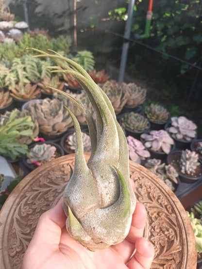 Tillandsia selereiana - M