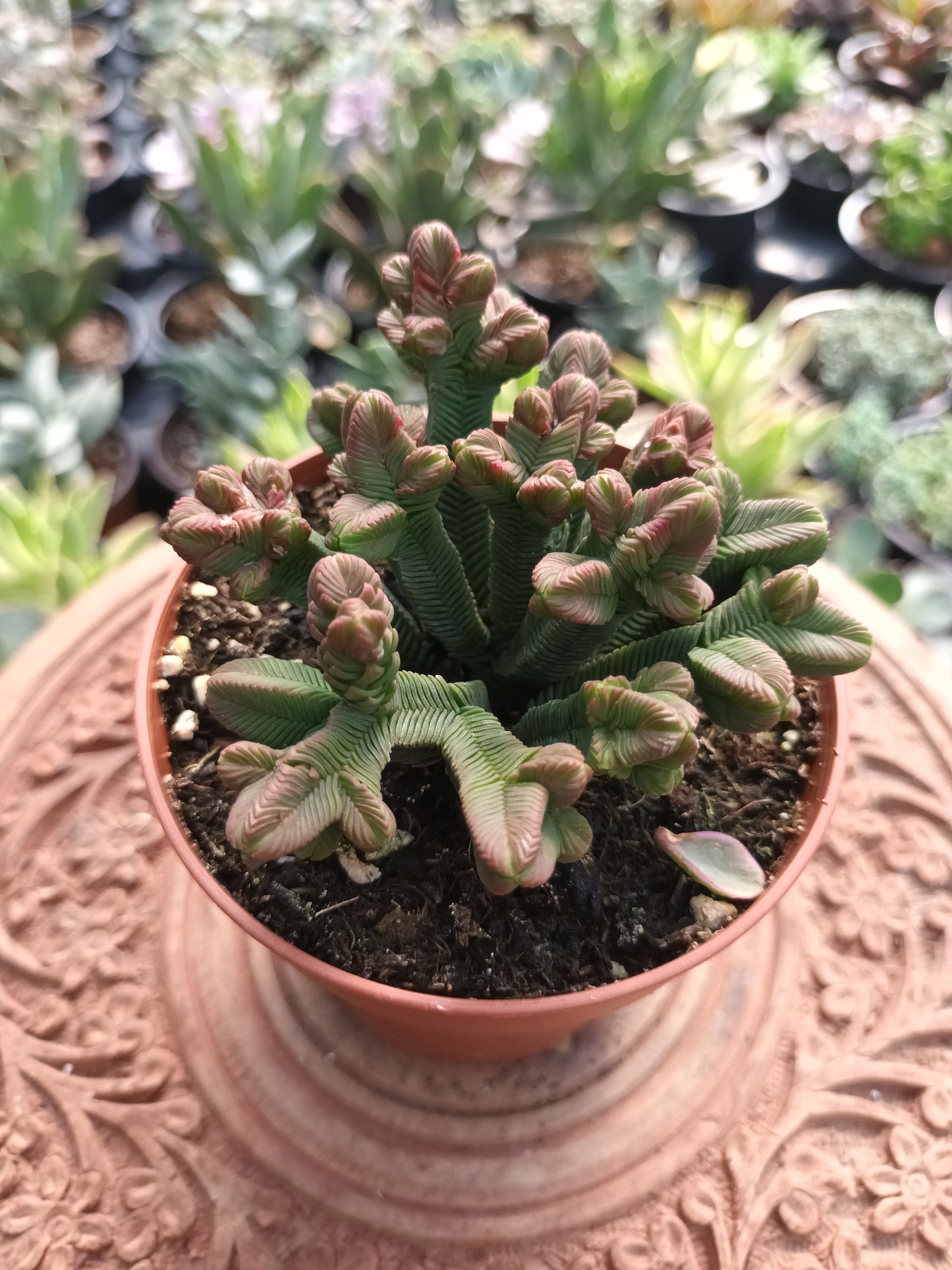 Crassula pyramidalis