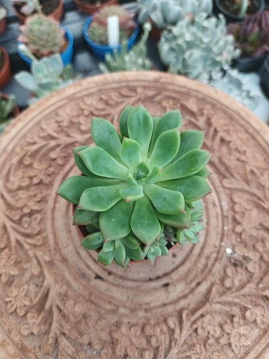 Echeveria Emerald Green