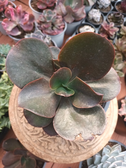 Echeveria gibbiflora hortensia