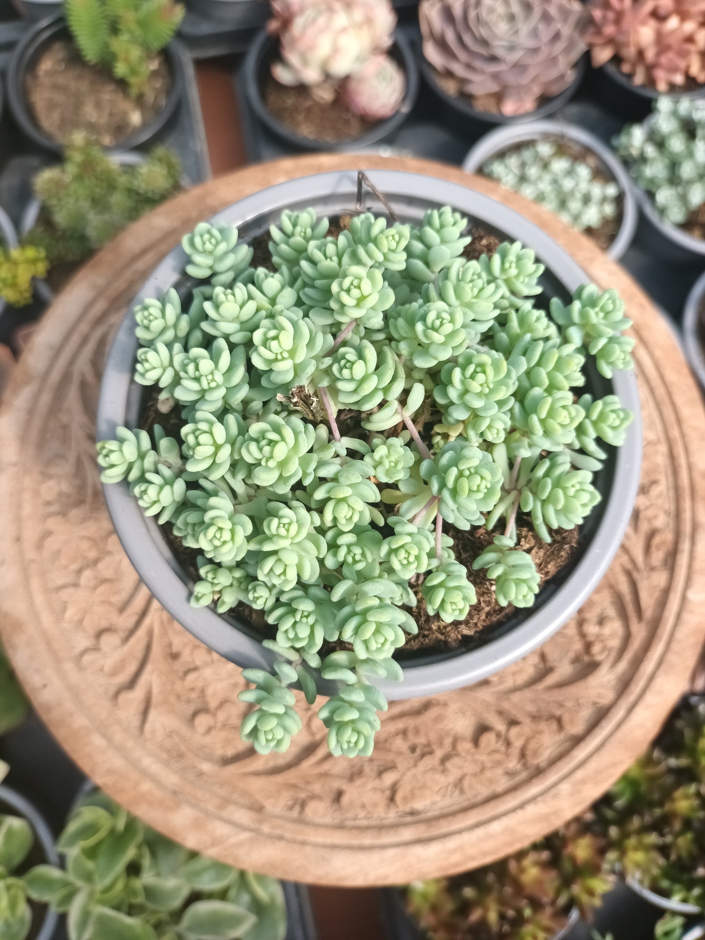Sedum Dasyphyllum 'mayor'