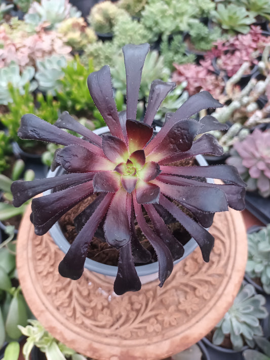 Aeonium Zwartkop
