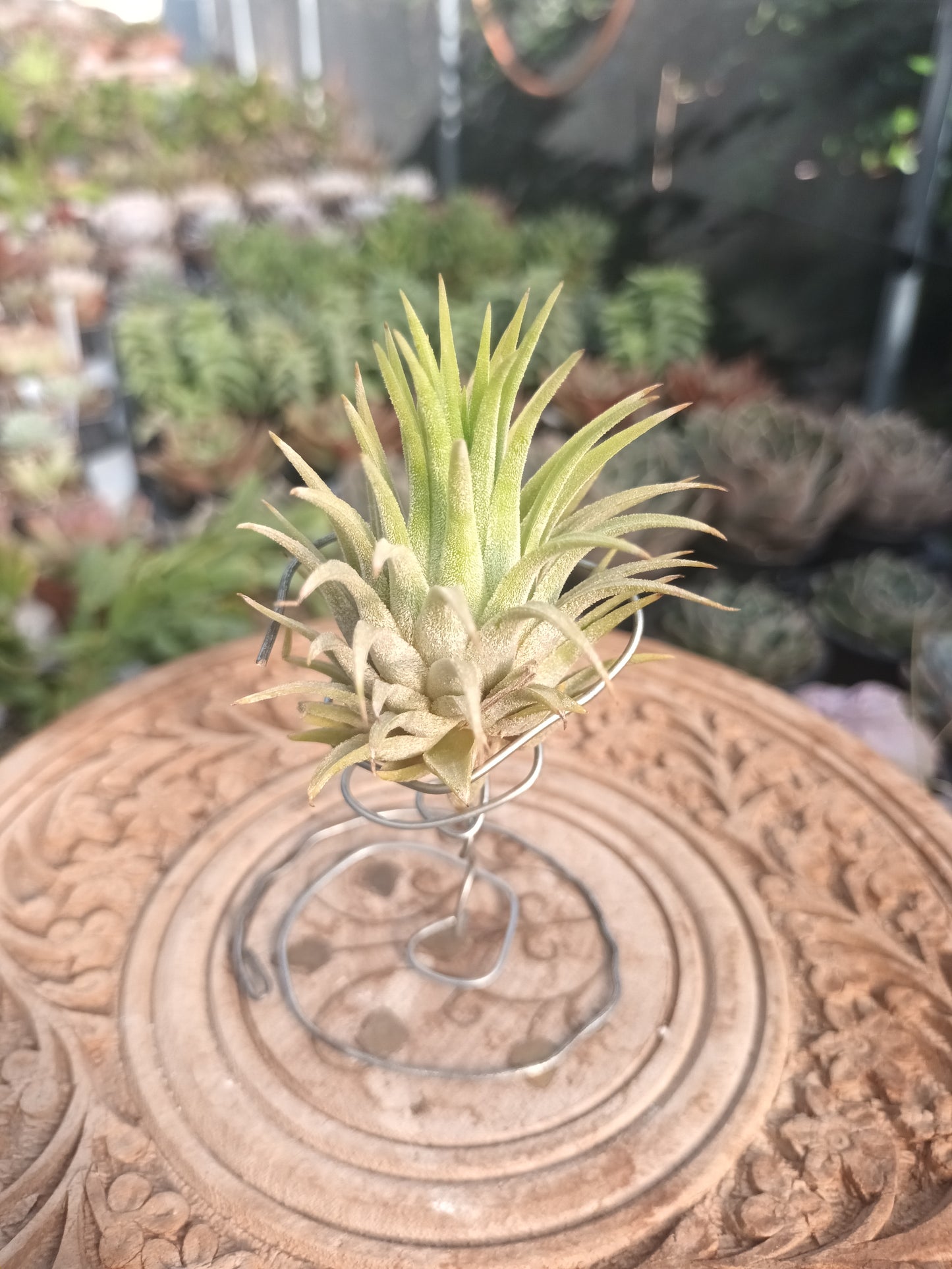 Tillandsia ionantha var. Ionantha