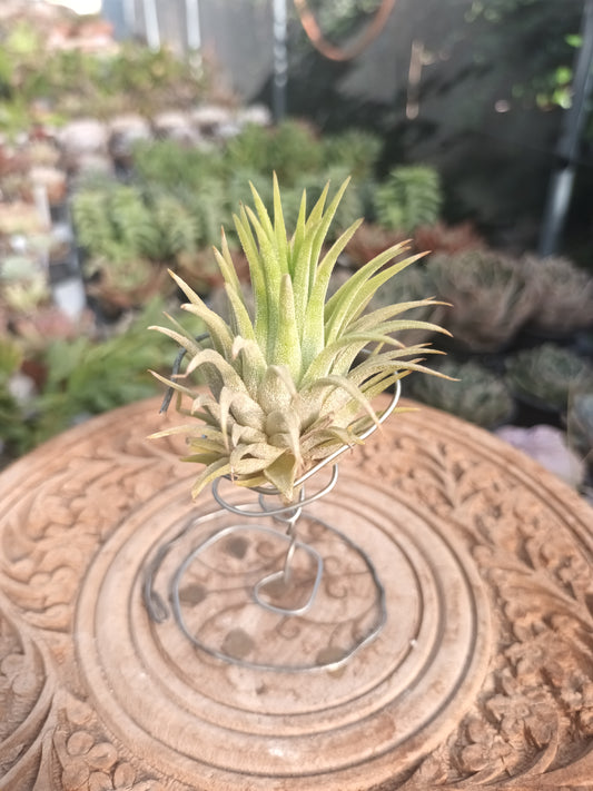 Tillandsia ionantha var. Ionantha