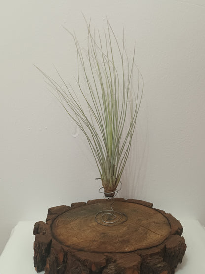 Tillandsia juncea-M