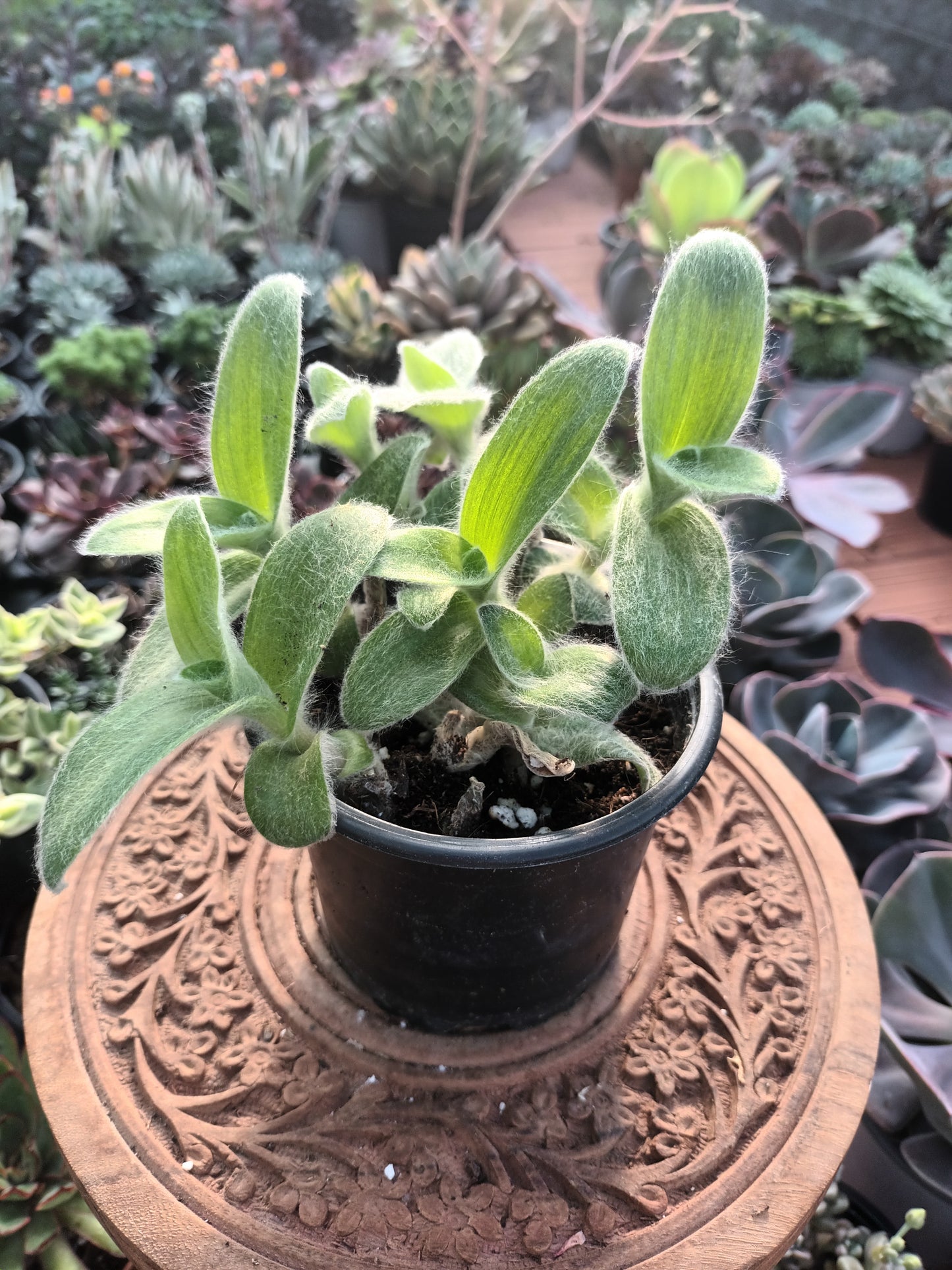 Tradescantia Sillamontana