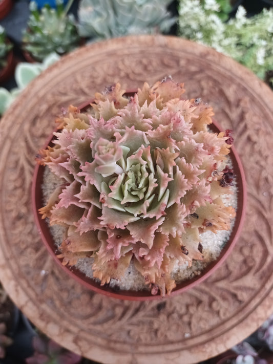 Graptoveria 'starfire'