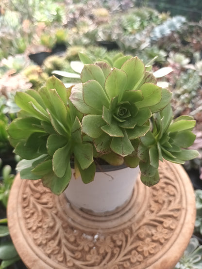 Aeonium fairy tail