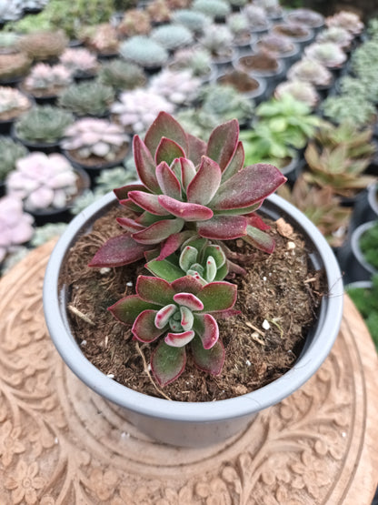 Echeveria pluvinata devotion