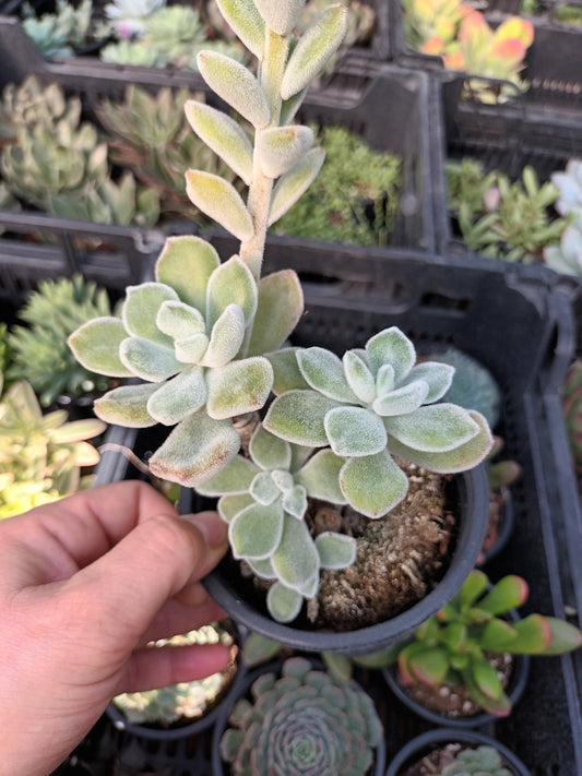 Echeveria Pluvinata Frosty