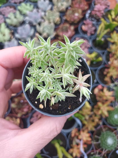 Sedum lineare variegata