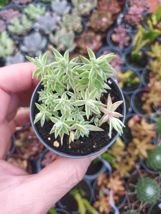 Sedum lineare variegata