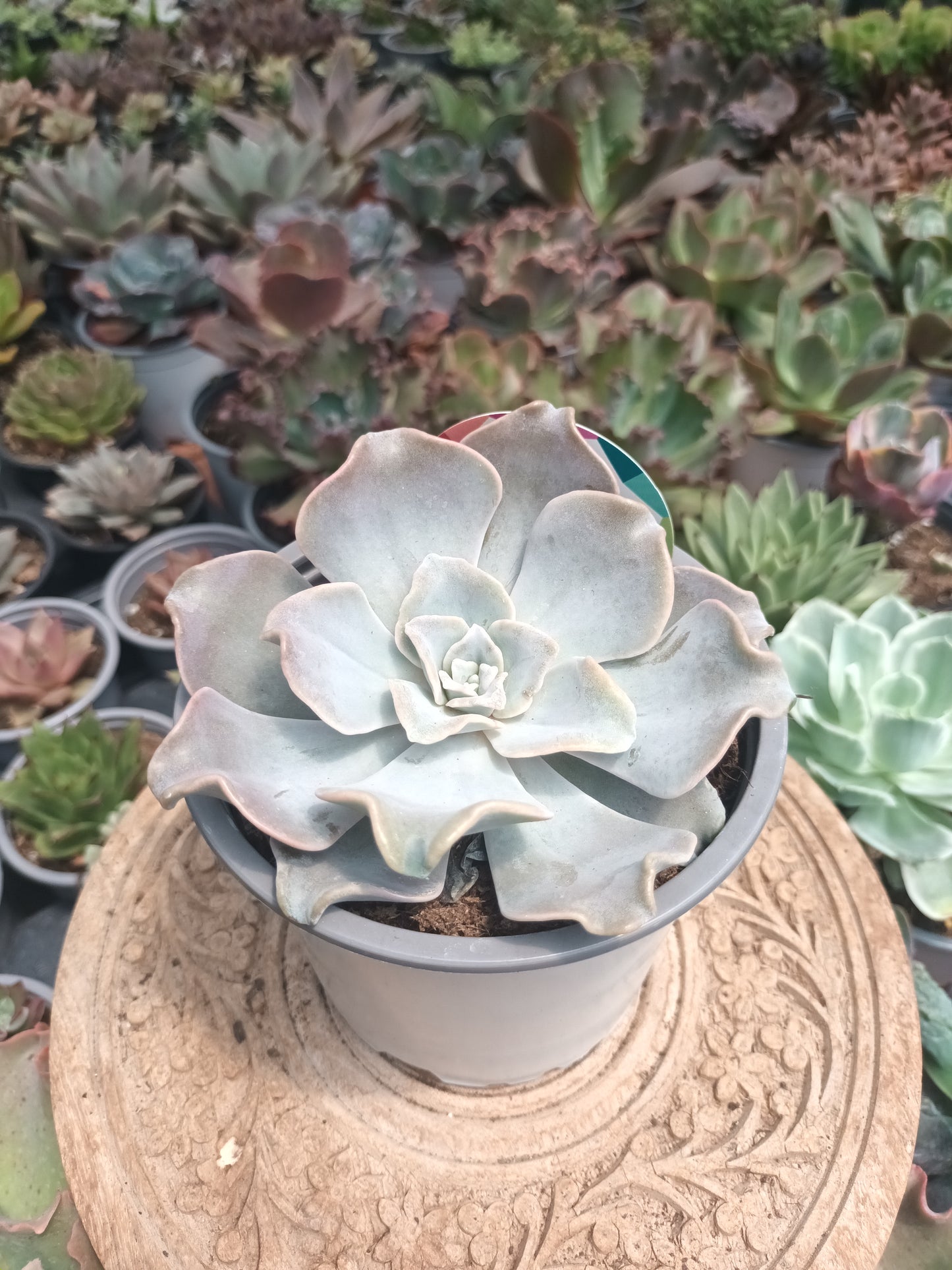 Echeveria Crispate Beauty