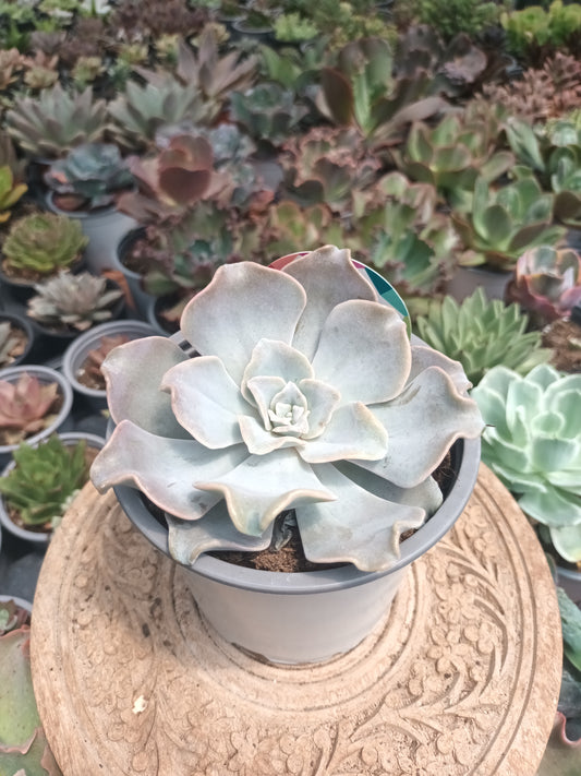 Echeveria Crispate Beauty