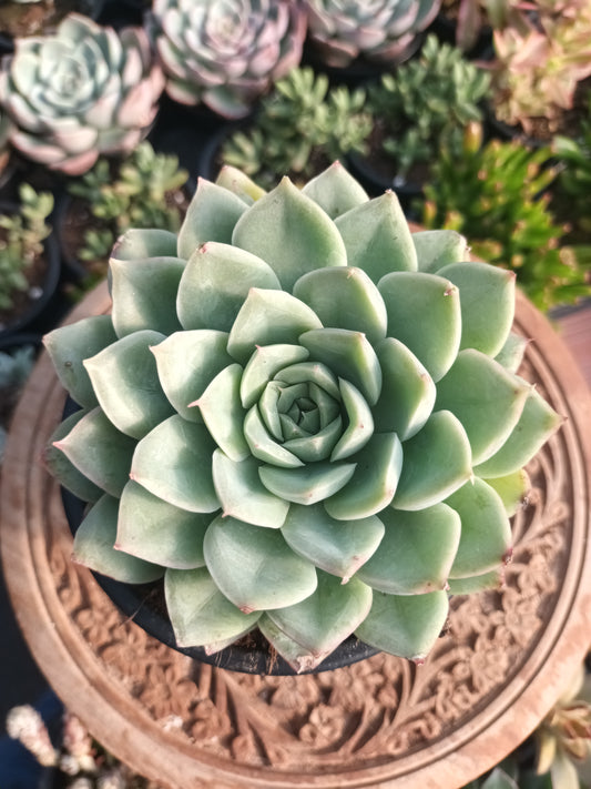Echeveria Alfred