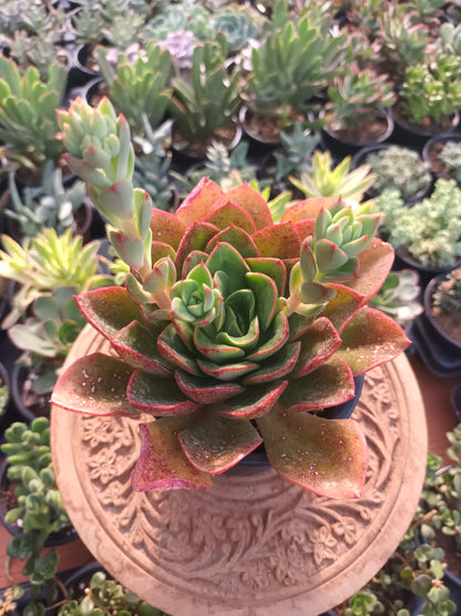 Echeveria Salsa Verde