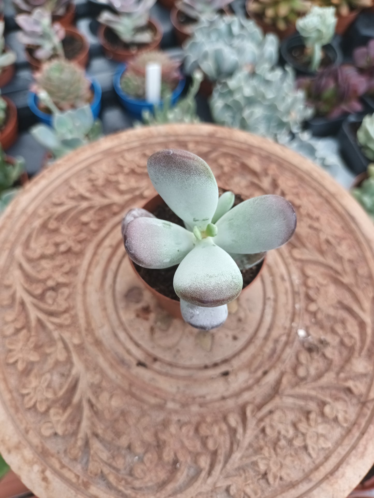 Cotyledon orbiculata higginsiae