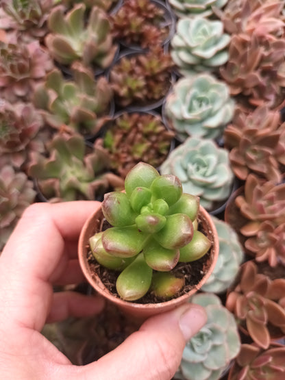 Sedum Lucidum Obesum