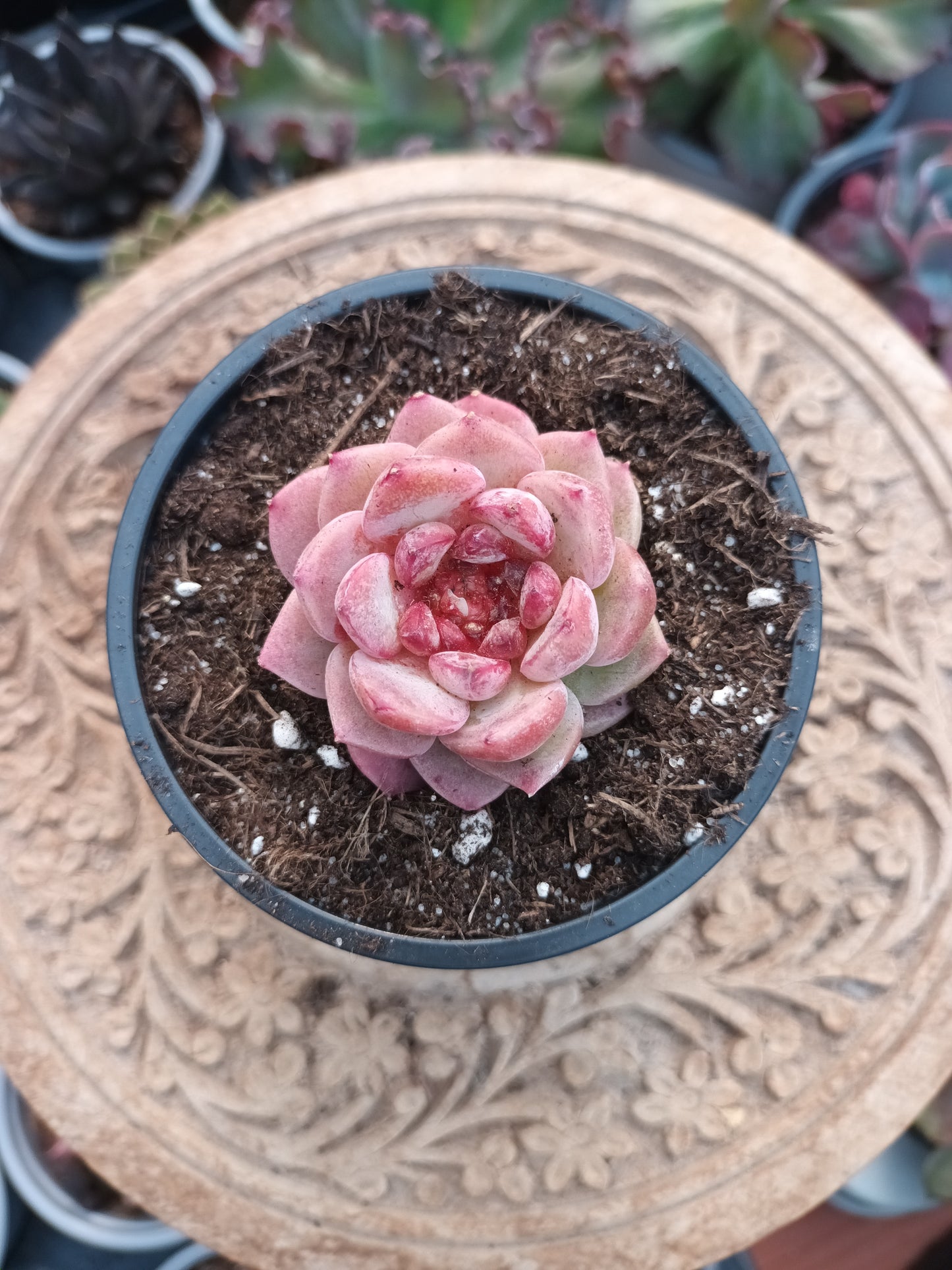 Echeveria Red Velvet