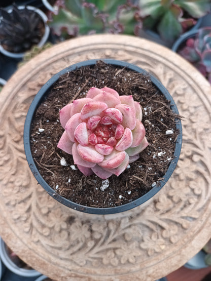 Echeveria Red Velvet