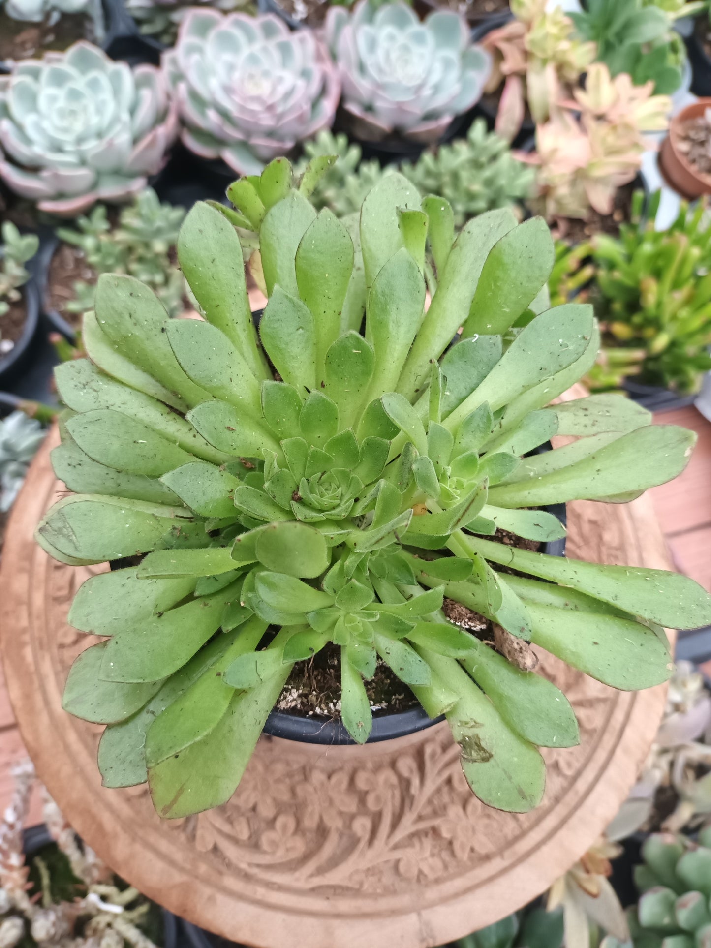 Aeonium Nogalesii Cupcake