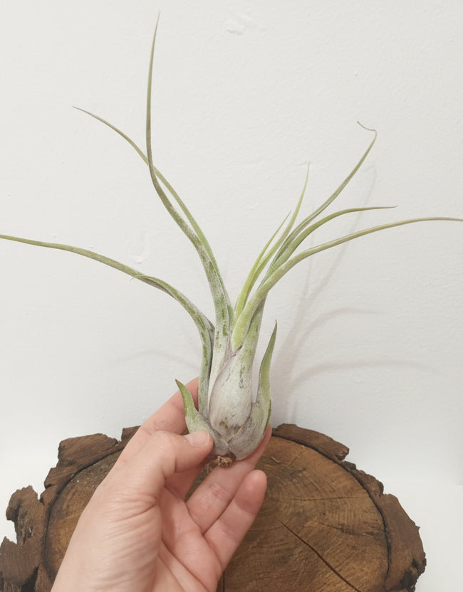 Tillandsia caput medusae - M