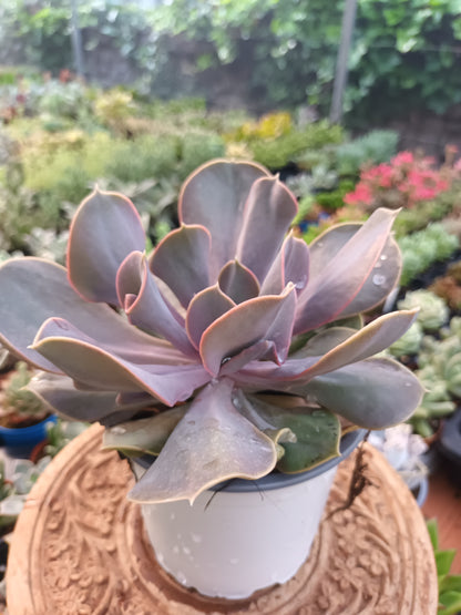 Echeveria Valkyrie