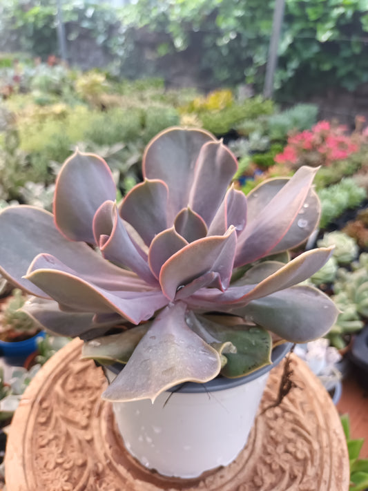 Echeveria Valkyrie