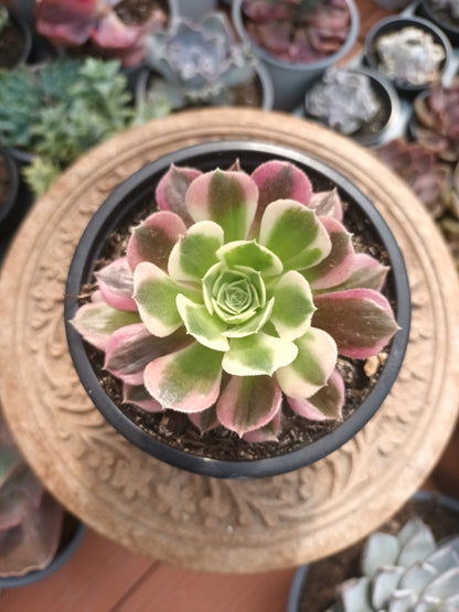 Aeonium riverstone