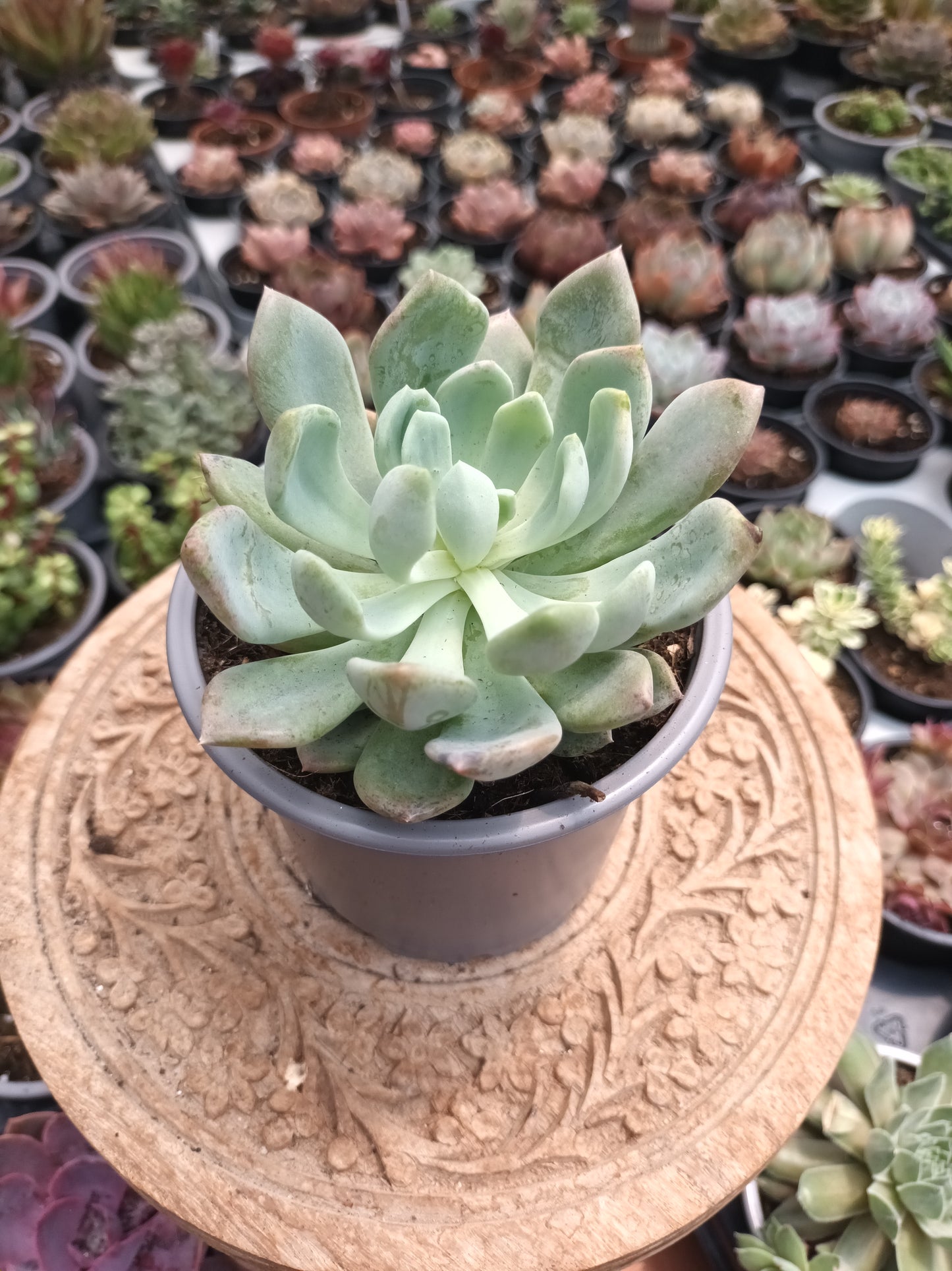 Pachyveria scheideckeri