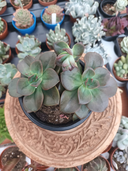 Echeveria chroma