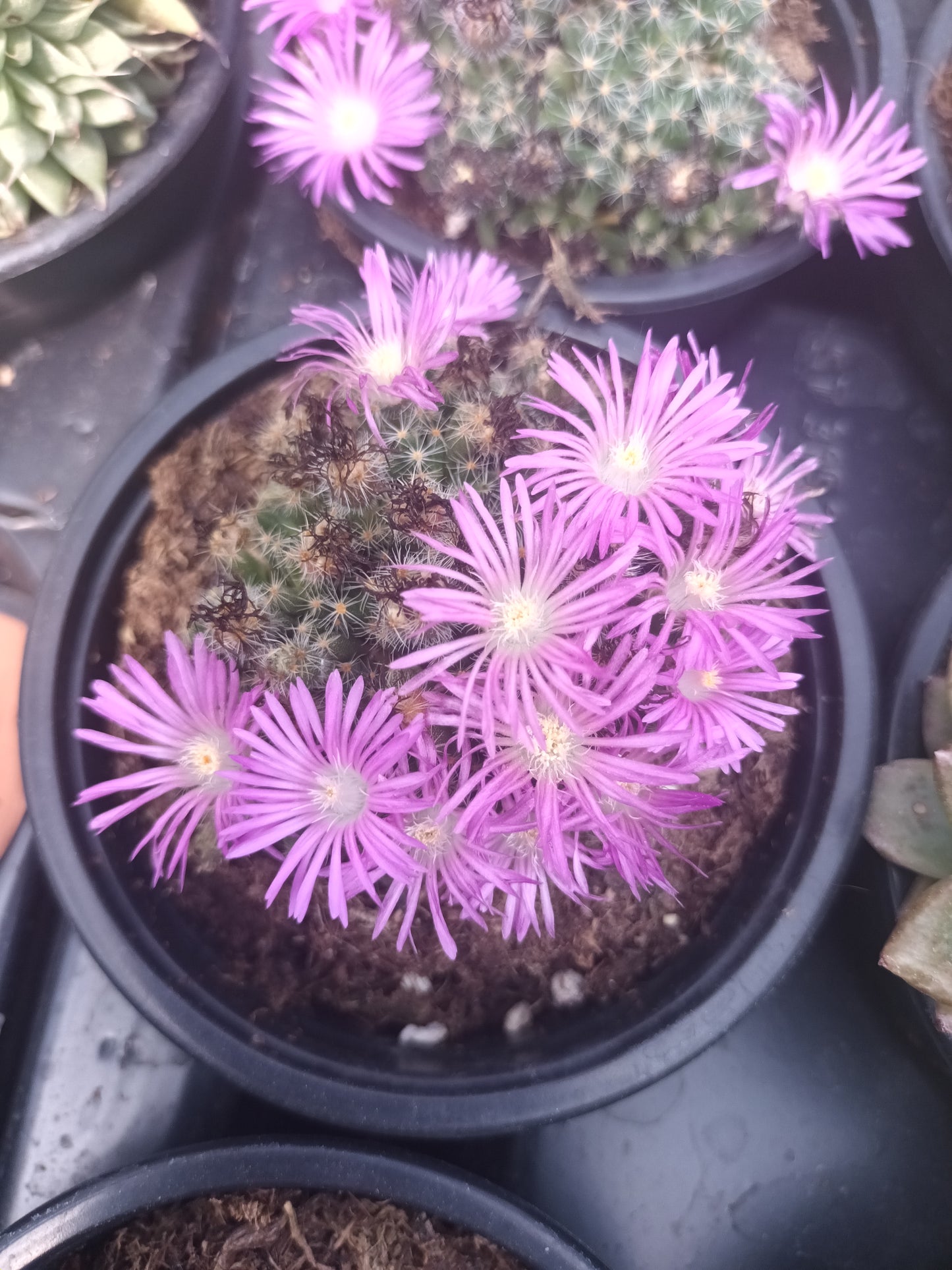 Trichodiadema densum