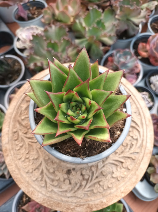 Echeveria agavoides ebony