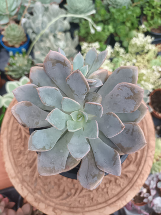 Graptoveria Debby