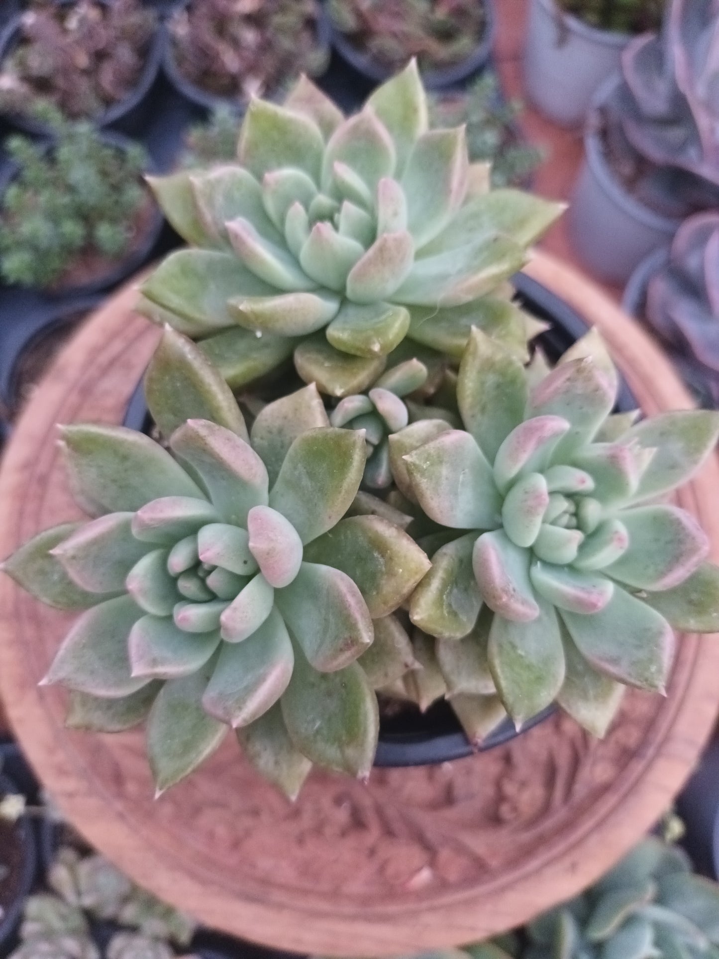 Graptoveria melody