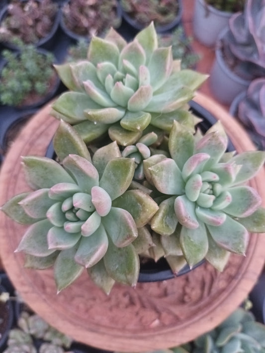 Graptoveria melody