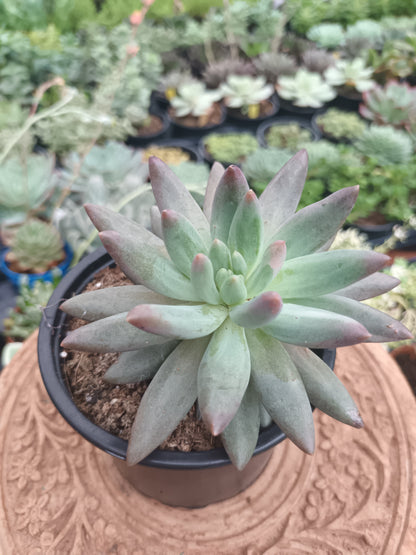 Echeveria 'Red Dragon Fly'