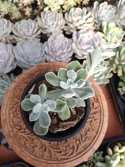 Echeveria Pluvinata Frosty