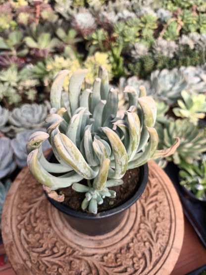 Echeveria runyonii spider