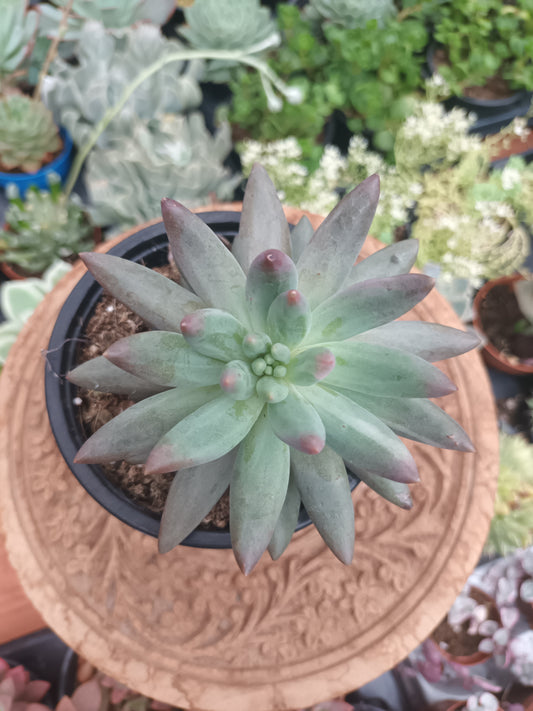 Echeveria 'Red Dragon Fly'
