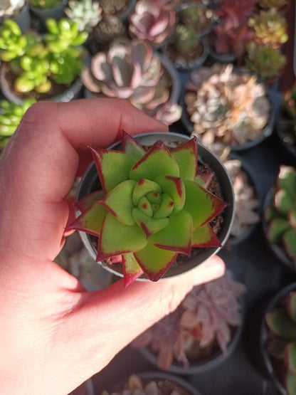 Echeveria agavoides ebony