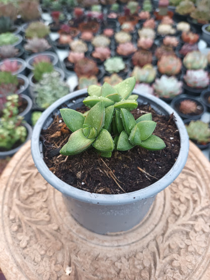 Crassula Springtime