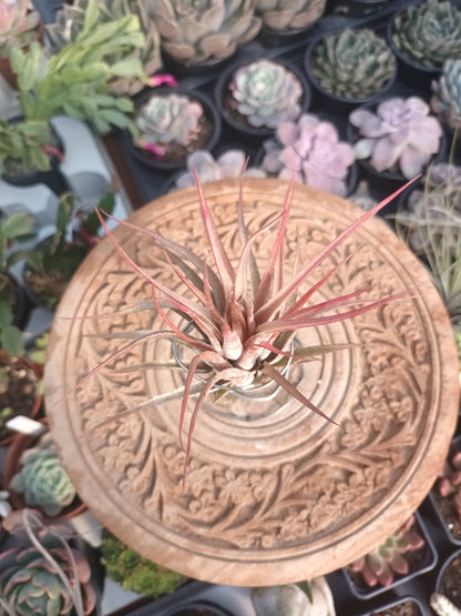 Tillandsia scaposa