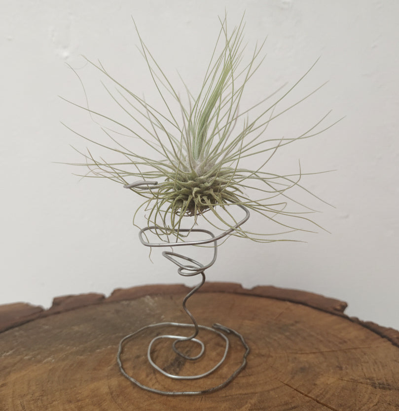 Tillandsia fuchsii f.gracilis