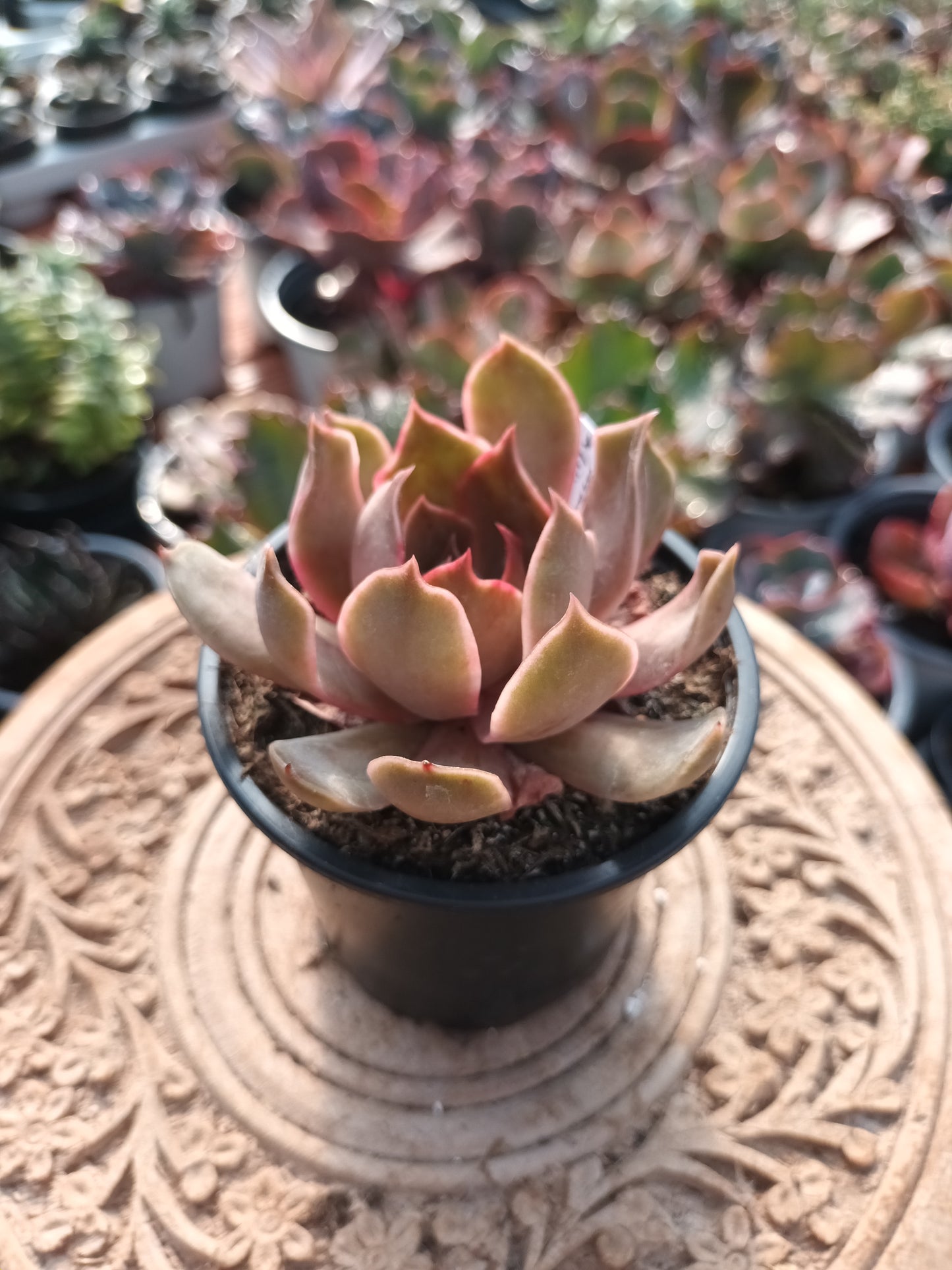 Echeveria magma pearl x lilacina